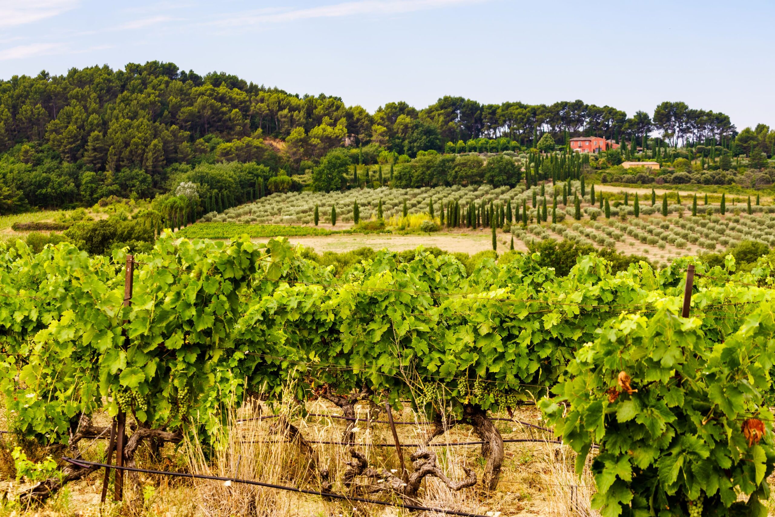 Weine der Provence