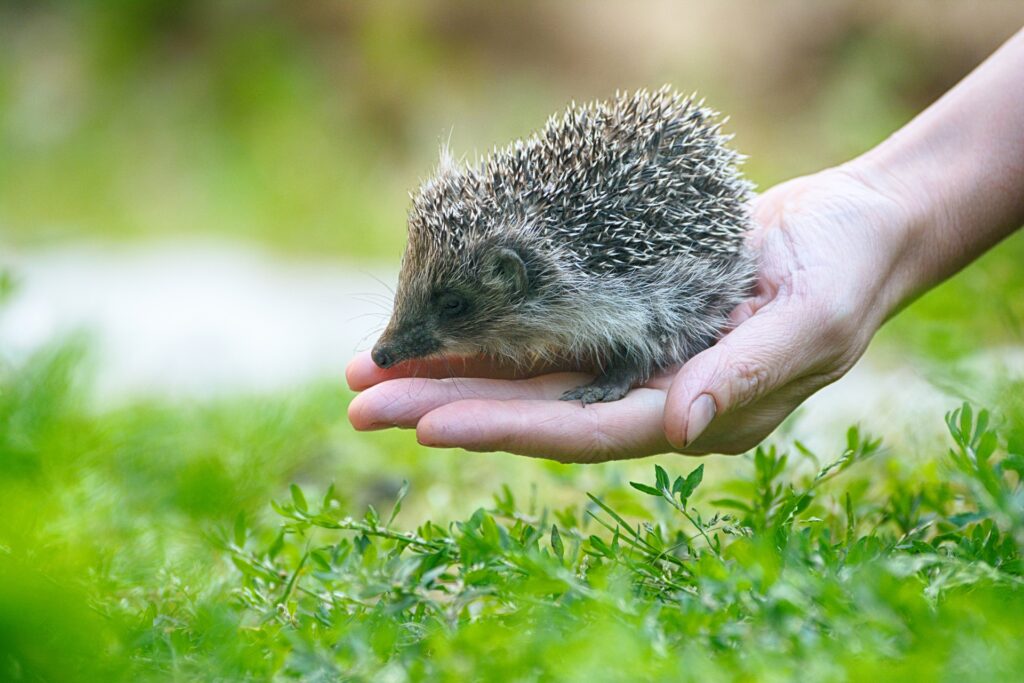 Igel nahe Vogeltraenke auf Menschenhand