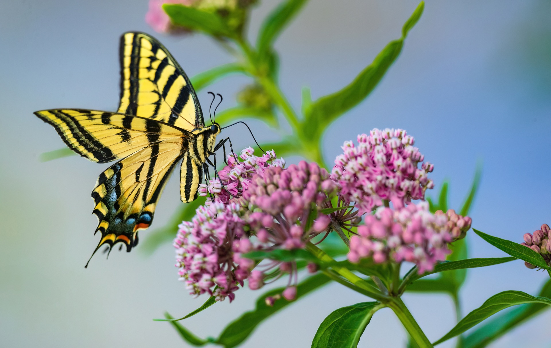 Blume mit Schmetterling bei Vogeltraenke  